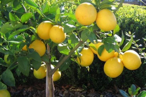 Вырастить лимон